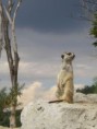 Catarina